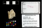 Foto (Objekt + Etikett) von Decapoda indet.  (NHMW-GEO-2014-0194-0946)